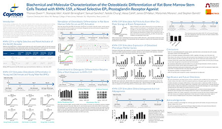 Biochemical and Molecular Characterization of the Osteoblastic Differentiation of Rat Bone Marrow Stem Cells Treated with KMN-159, a Novel Selective EP<sub>4</sub> Prostaglandin Receptor Agonist<br>